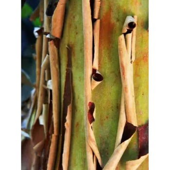 Sandalwood Plants